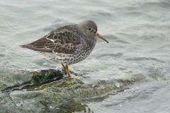 Calidris ptilocnemis