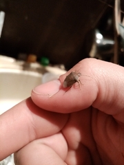 Acrosternum millierei