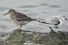 Calidris ptilocnemis