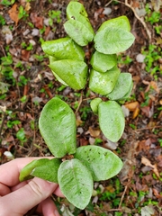 Elaeagnus pungens