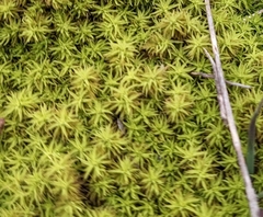 Tortella squarrosa
