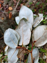 Elaeagnus pungens