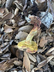 Xerocomellus dryophilus