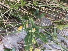 Sonchus megalocarpus