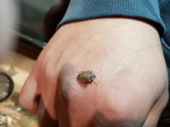 Acrosternum millierei