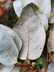 Elaeagnus pungens