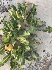 Sonchus megalocarpus