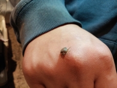 Acrosternum millierei