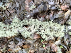 Usnea quasirigida