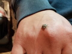 Acrosternum millierei