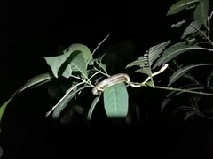 Chironius septentrionalis