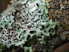 Menegazzia