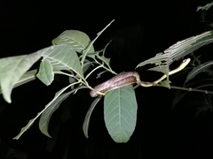 Chironius septentrionalis