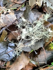 Usnea quasirigida