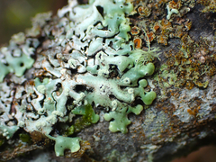 Menegazzia