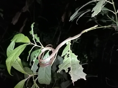 Chironius septentrionalis