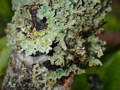 Pseudocyphellaria glabra
