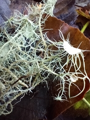 Usnea quasirigida