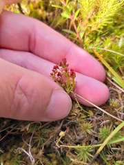 Gonocarpus micranthus