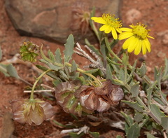 Osteospermum sinuatum
