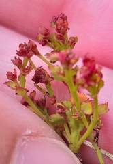 Gonocarpus micranthus