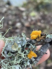Tremella mesenterica image