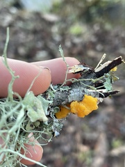 Tremella mesenterica image