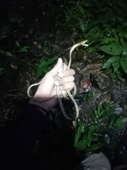 Oxybelis rutherfordi