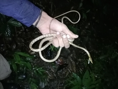 Oxybelis rutherfordi