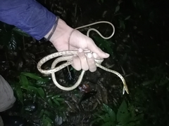 Oxybelis rutherfordi