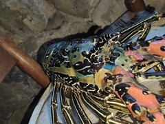 Panulirus versicolor