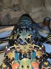 Panulirus versicolor