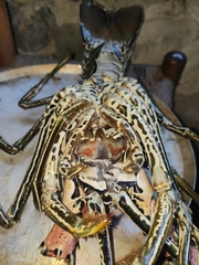 Panulirus versicolor