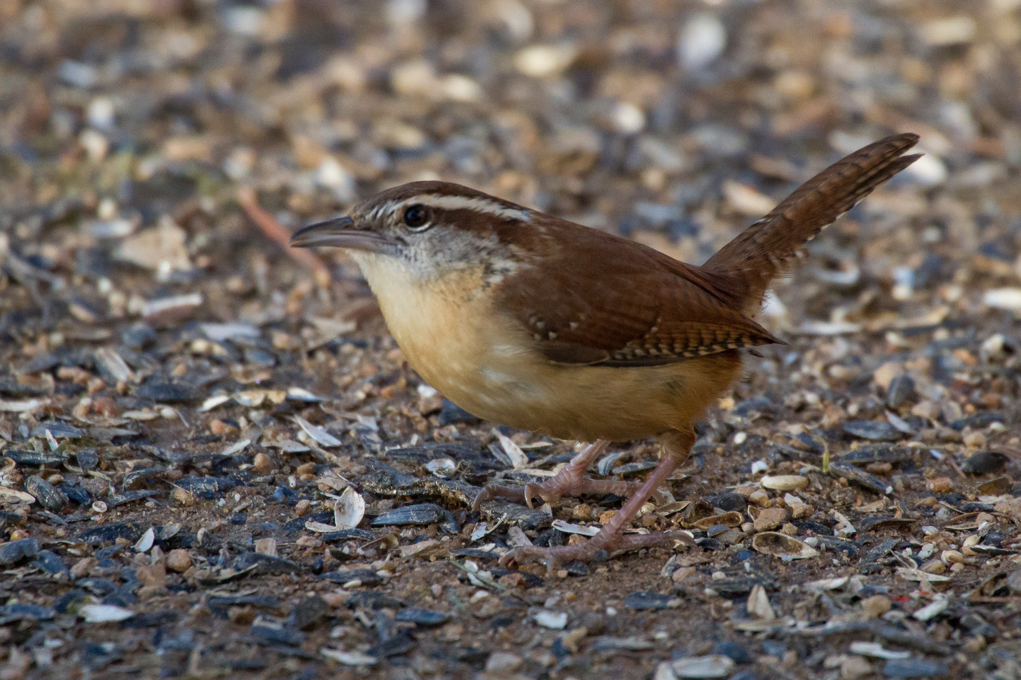 Troglodytidae