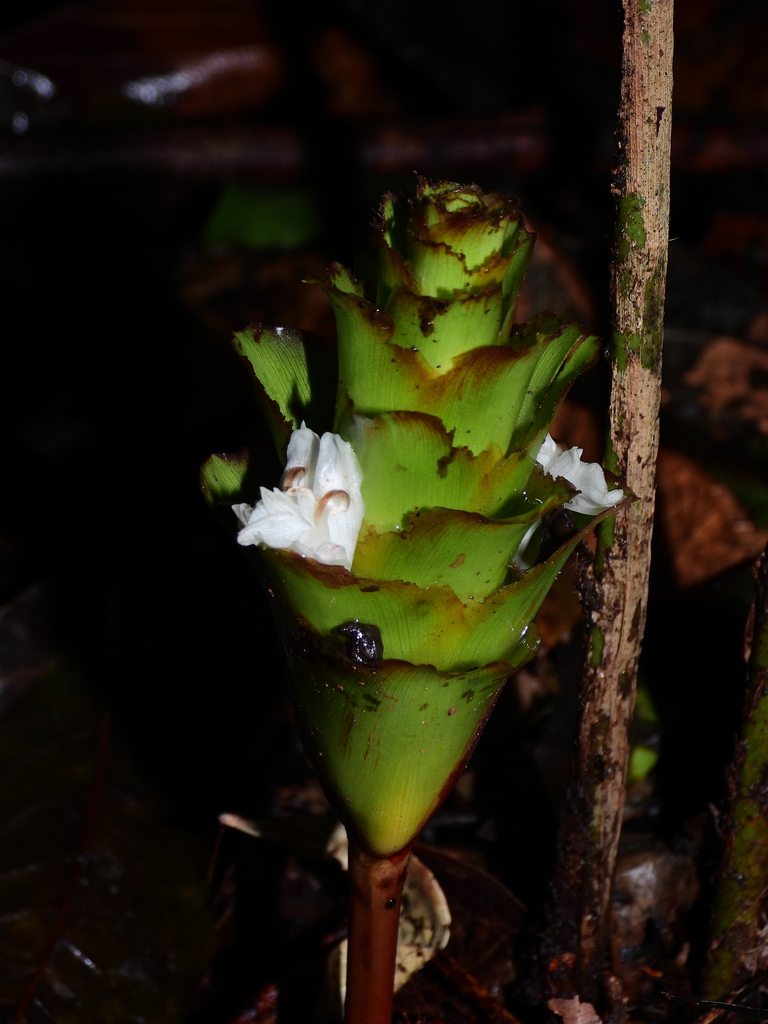 Goeppertia erecta