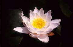 Nymphaea candida