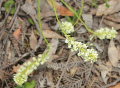 Stackhousia aspericocca