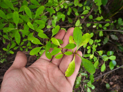 Coprosma foetidissima
