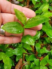 Tradescantia fluminensis