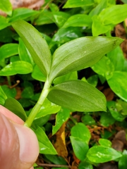 Tradescantia fluminensis