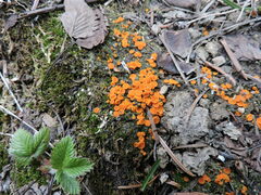 Anthracobia macrocystis