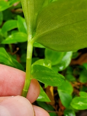 Tradescantia fluminensis