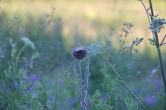 Echinops sphaerocephalus