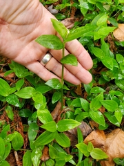 Tradescantia fluminensis