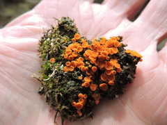 Anthracobia macrocystis