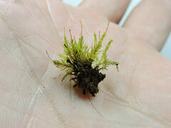 Aulacomnium androgynum