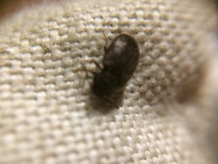 Coleoptera