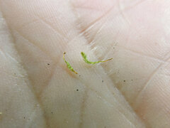 Aulacomnium androgynum