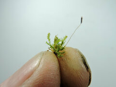 Aulacomnium androgynum