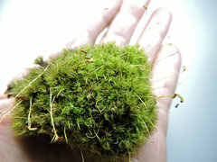 Dicranum fuscescens